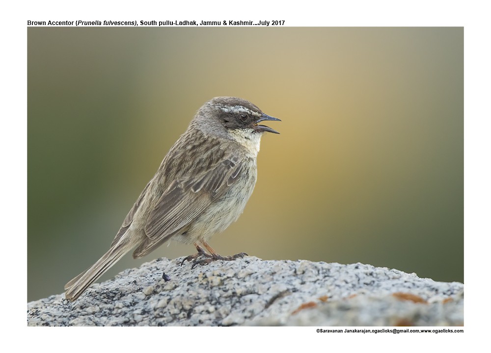 Brown Accentor - ML617170714
