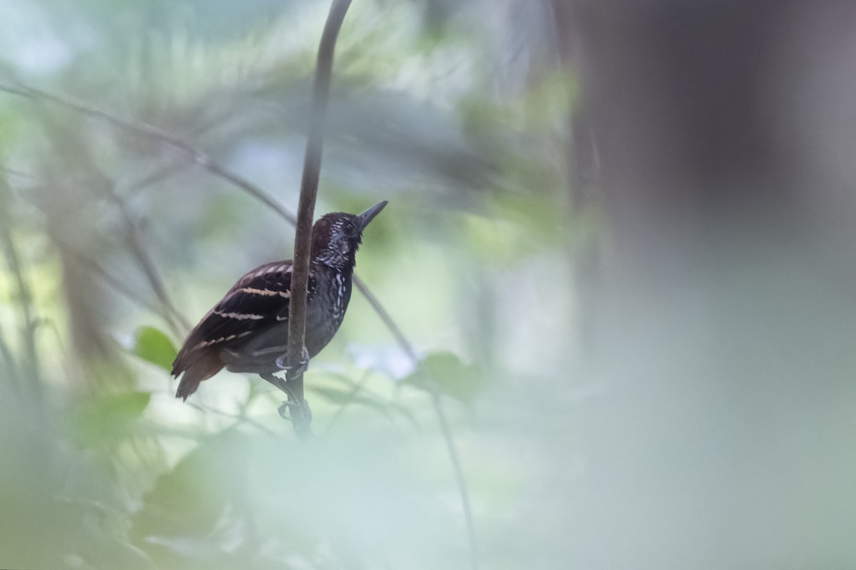 Wing-banded Antbird - ML617170805