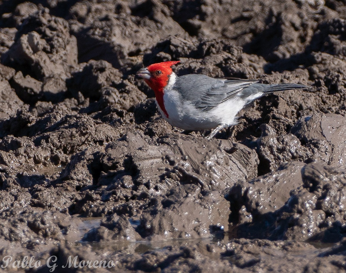 Red-crested Cardinal - ML617170817