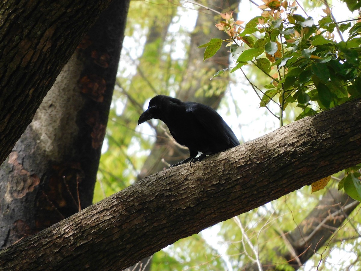 Large-billed Crow - Eli Martin
