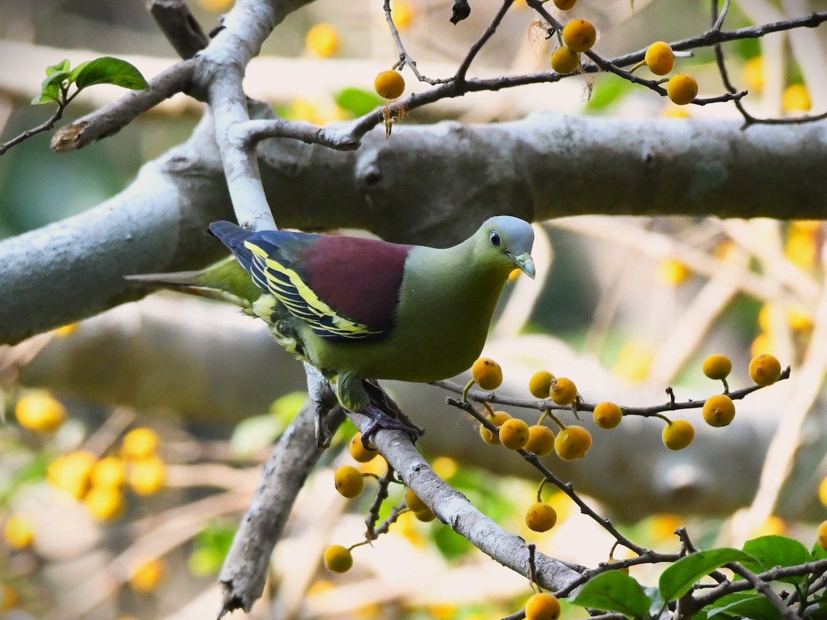 Gray-fronted Green-Pigeon - ML617171106