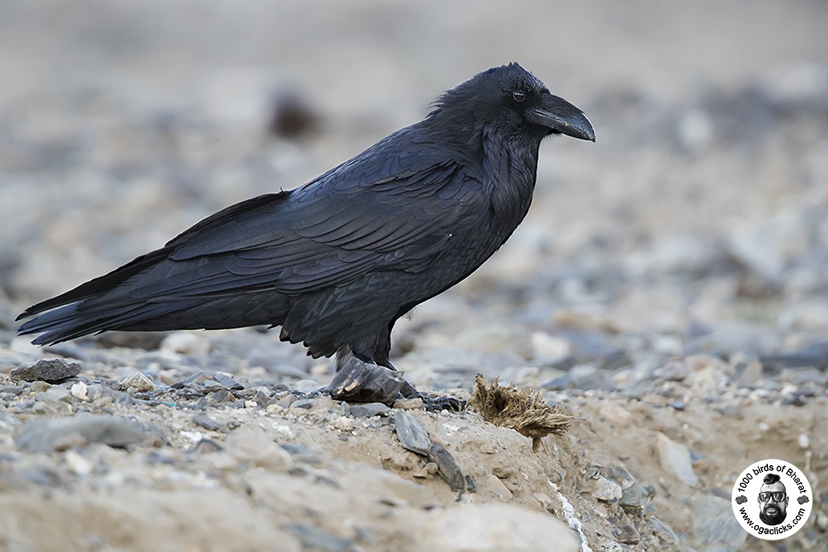 Common Raven - ML617171118