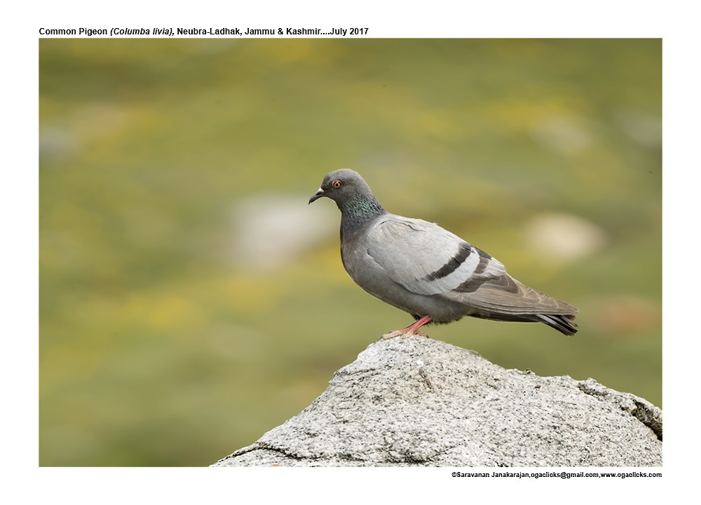 Rock Pigeon (Feral Pigeon) - ML617171128