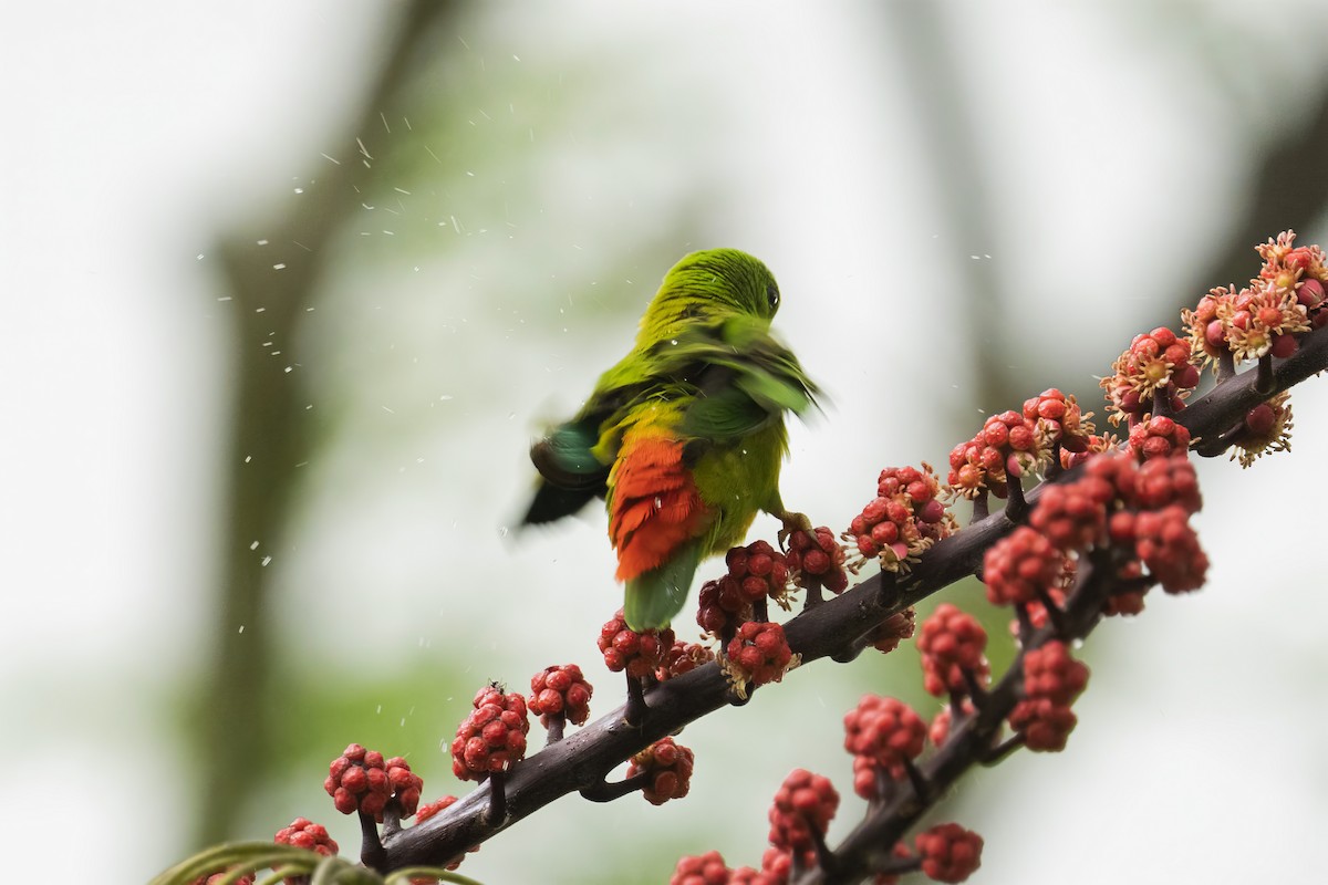 Blue-crowned Hanging-Parrot - ML617171138