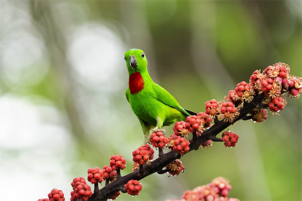 Blue-crowned Hanging-Parrot - ML617171140