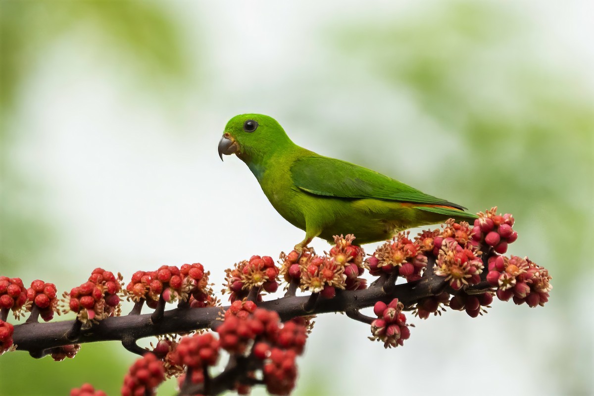 Blue-crowned Hanging-Parrot - ML617171141