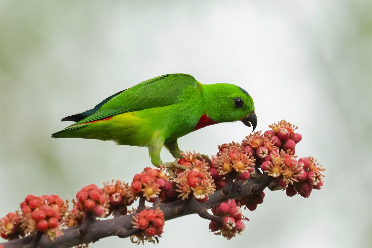 Blue-crowned Hanging-Parrot - ML617171142