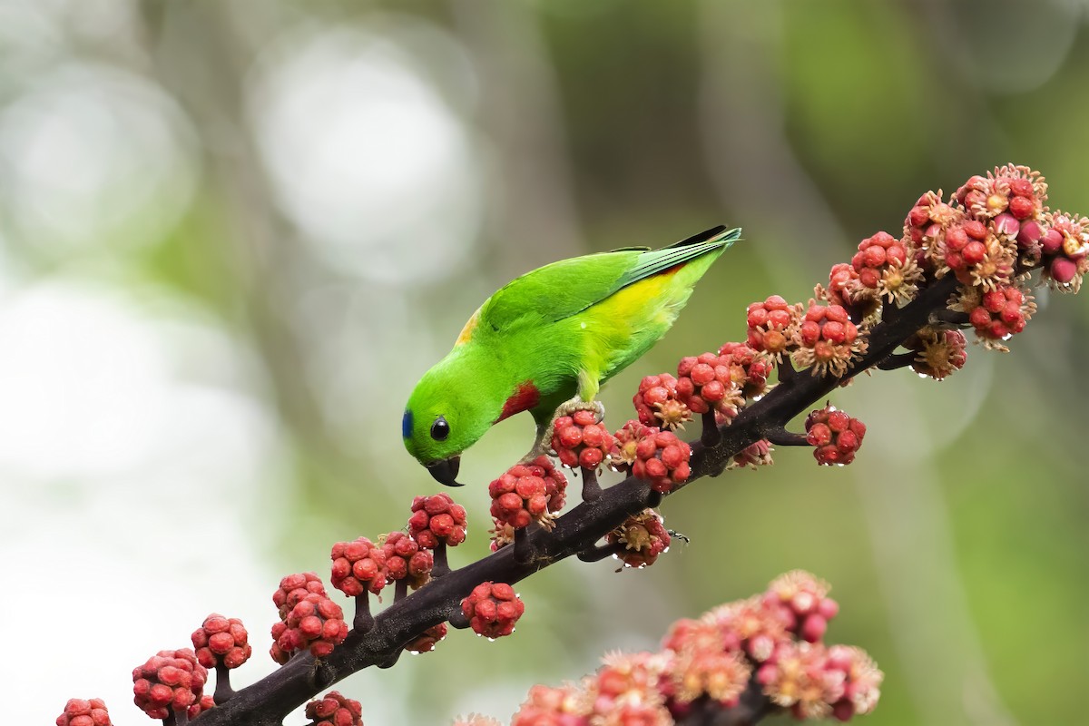 Blue-crowned Hanging-Parrot - ML617171143