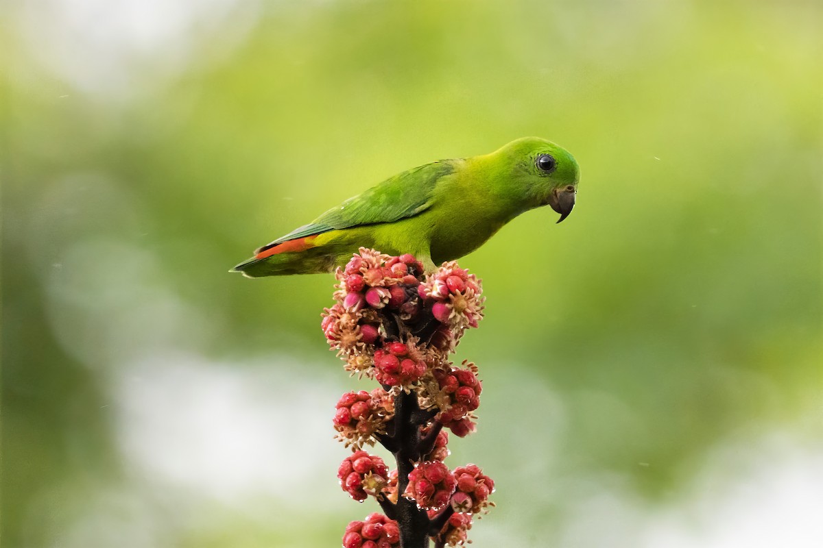 Blue-crowned Hanging-Parrot - ML617171144