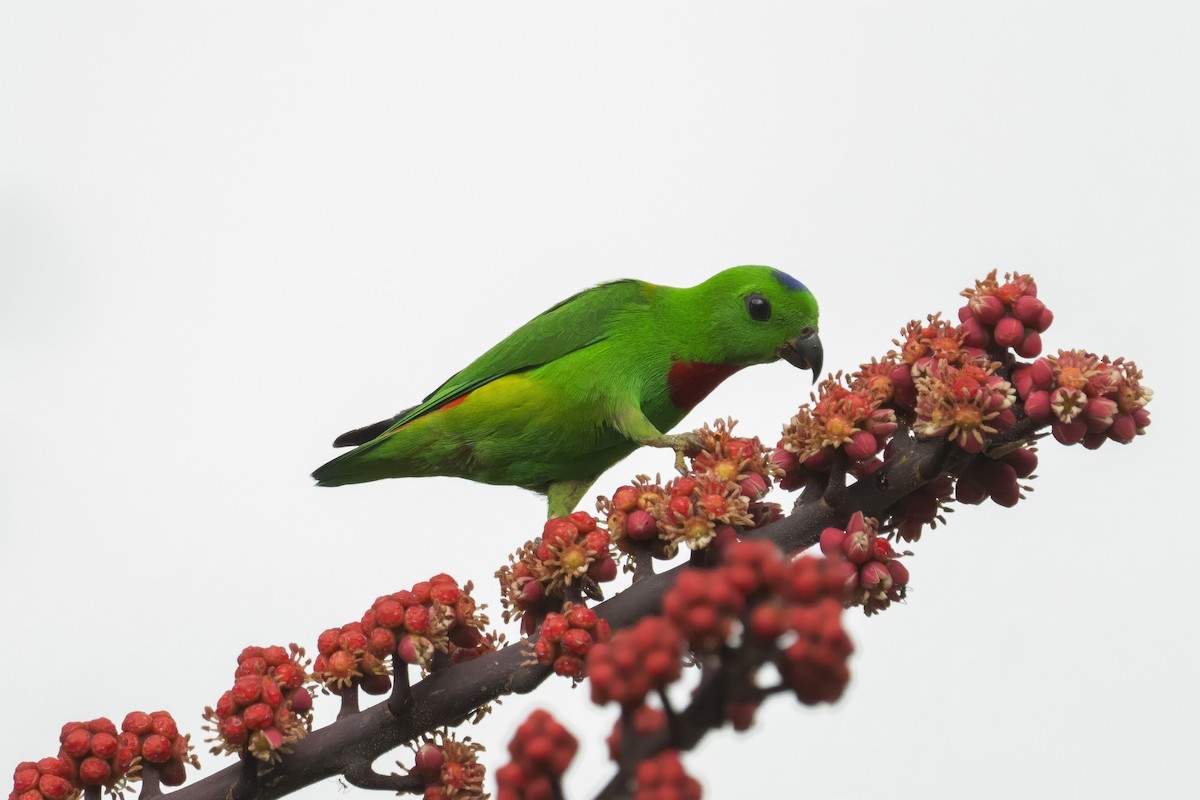 Blue-crowned Hanging-Parrot - ML617171146