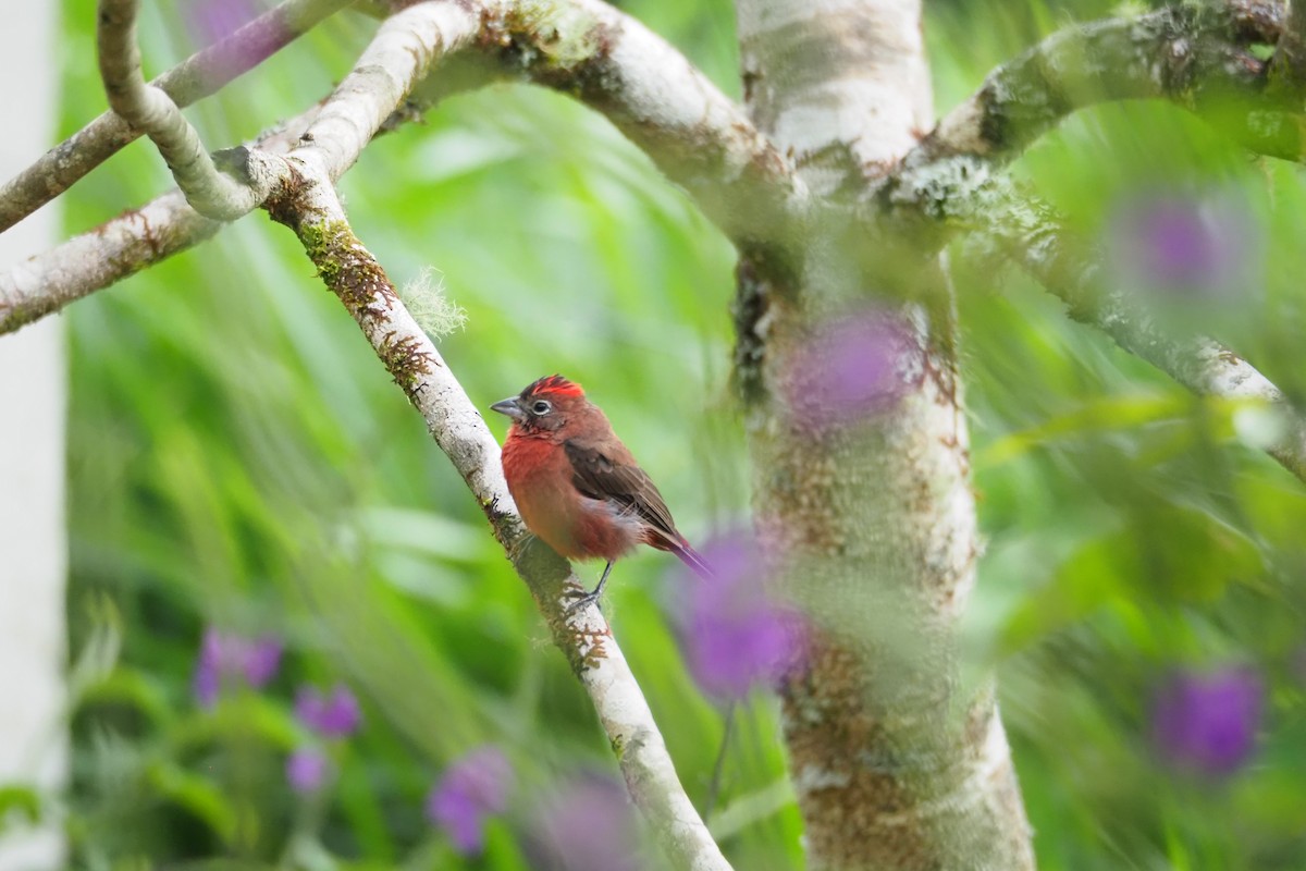 Red-crested Finch - ML617171223