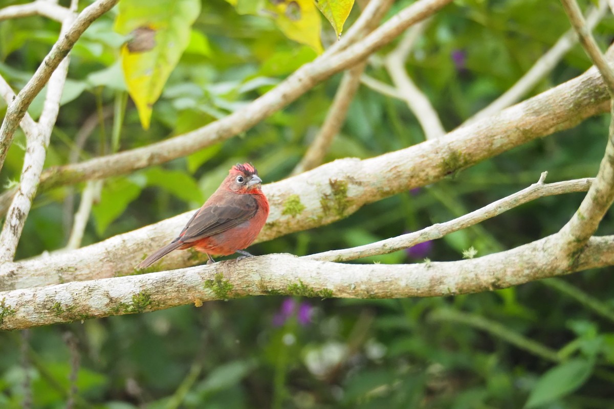 Red-crested Finch - ML617171224