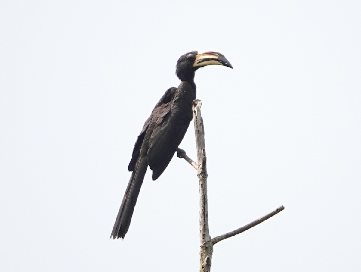 West African Pied Hornbill - Peter Yendle