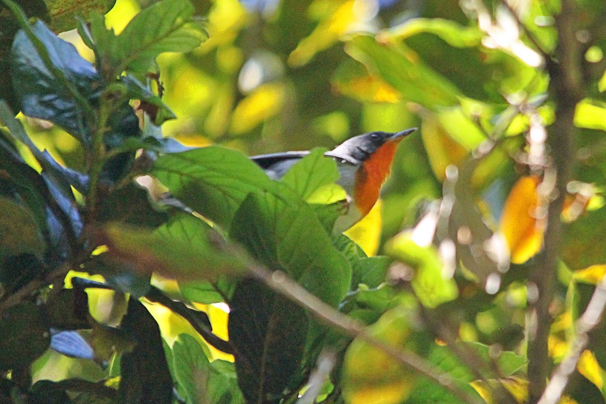 Flame-throated Warbler - Anonymous