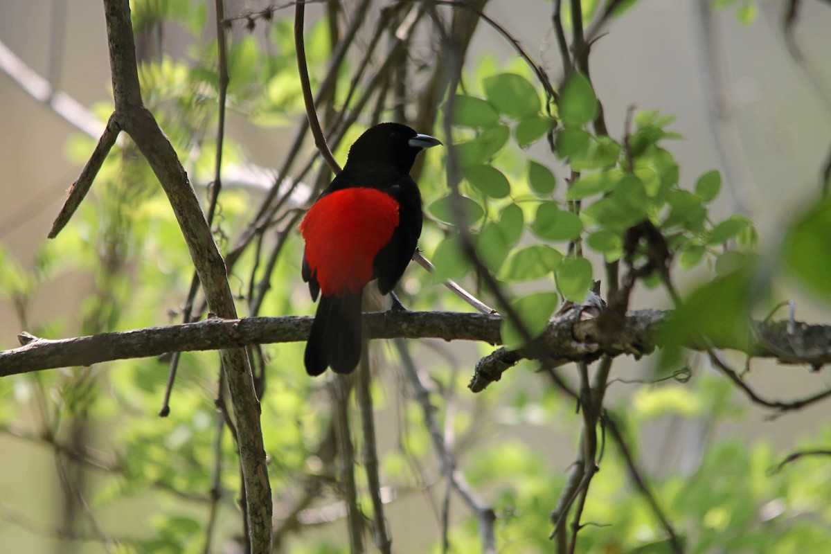 Scarlet-rumped Tanager (Passerini's) - Anonymous