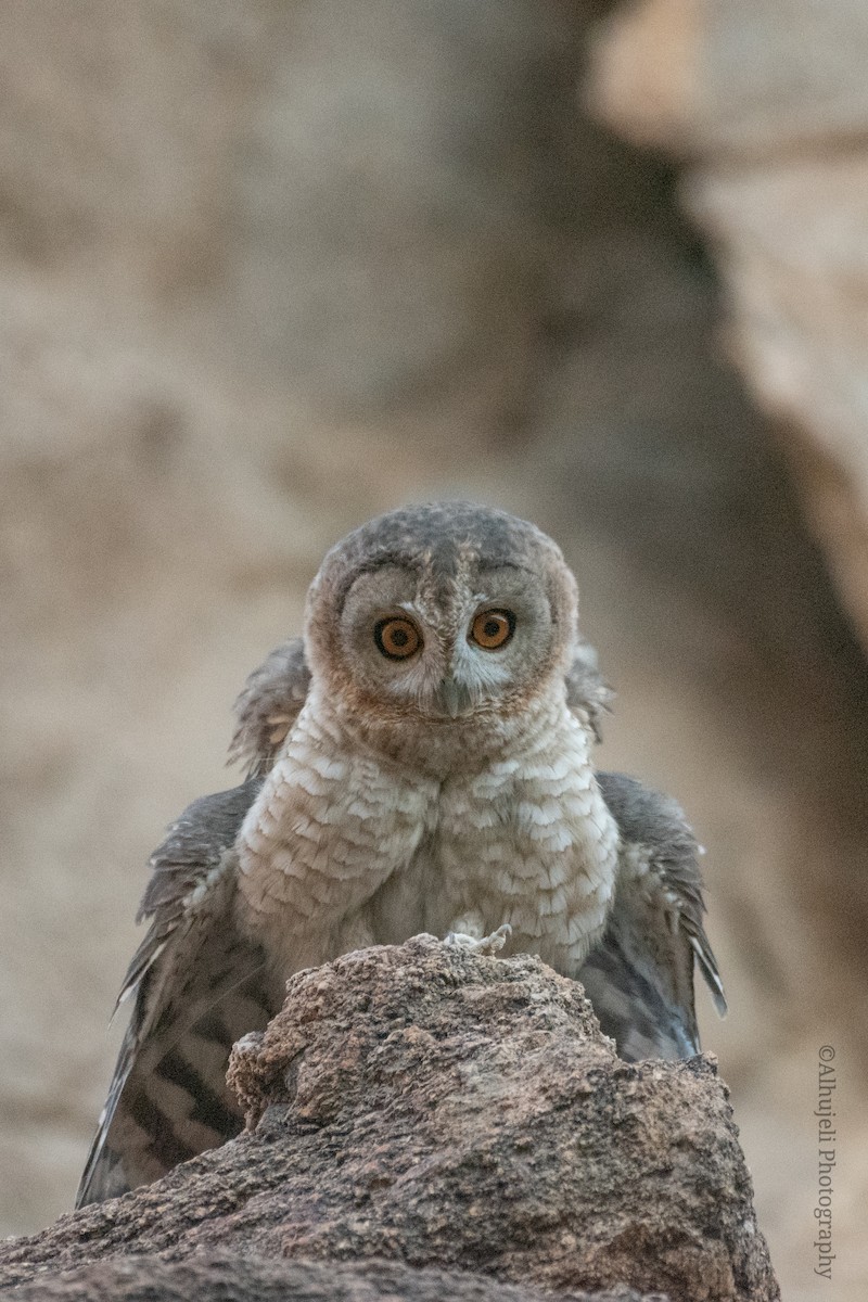 Desert Owl - ML617171339
