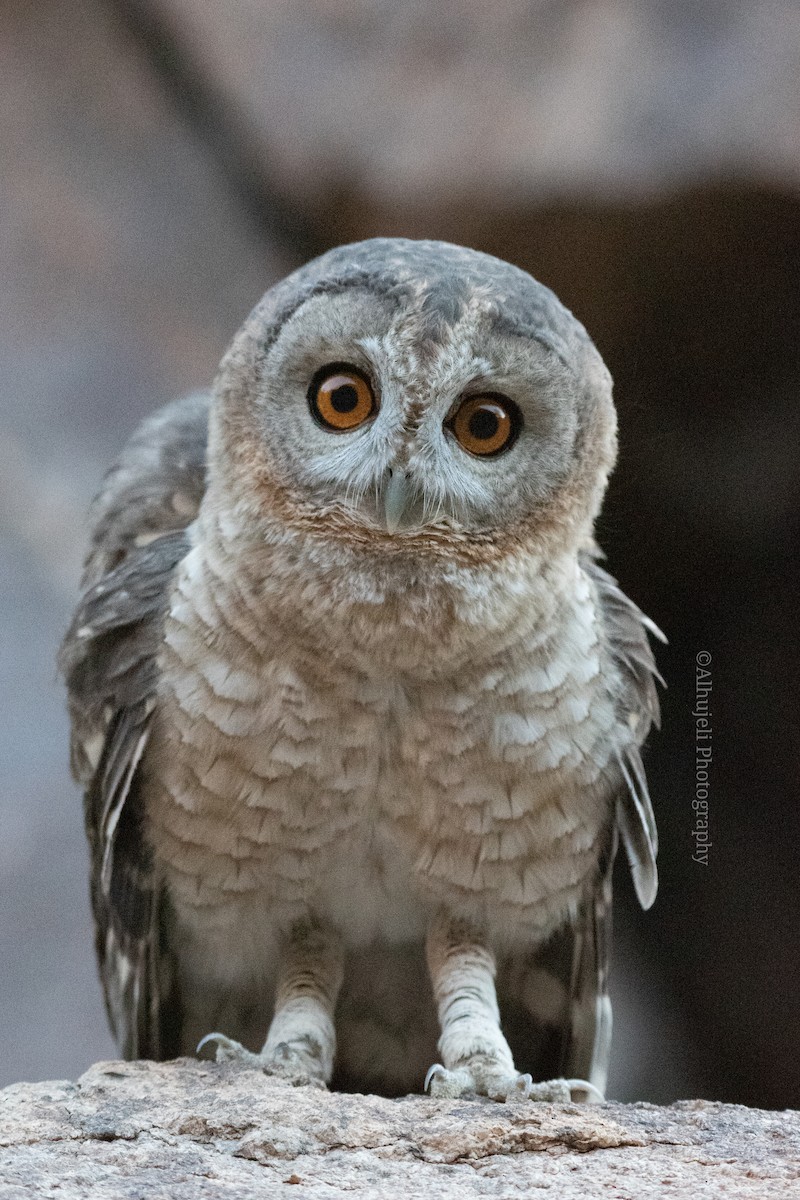 Desert Owl - Muhammad Alhujeli