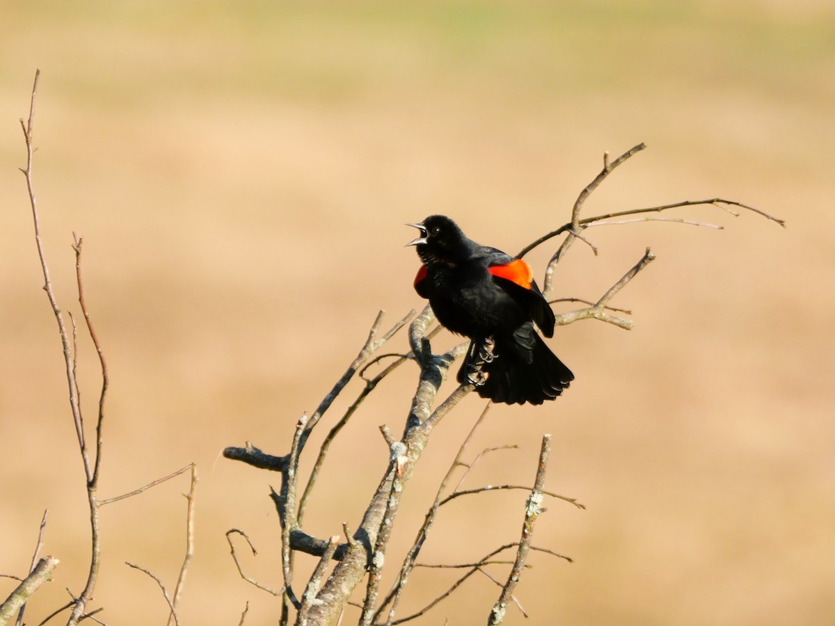 Red-winged Blackbird - ML617171360