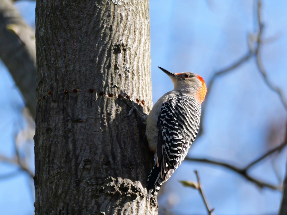 Red-bellied Woodpecker - ML617171372