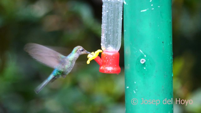kolibřík fialkový - ML617171390