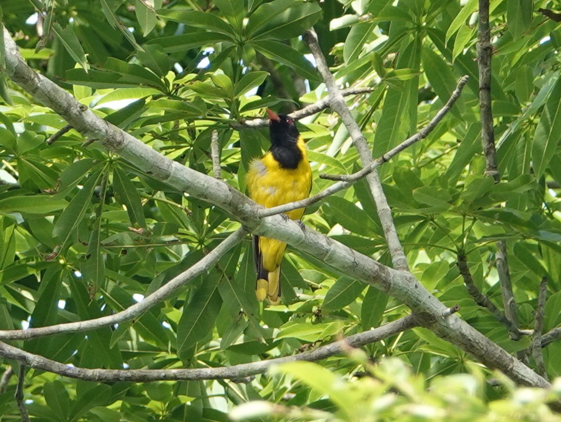 Black-winged Oriole - Peter Yendle
