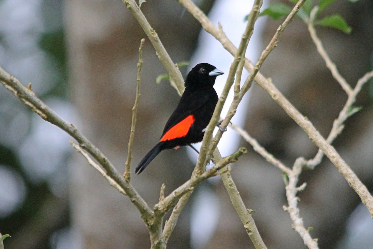 Scarlet-rumped Tanager (Passerini's) - ML617171496