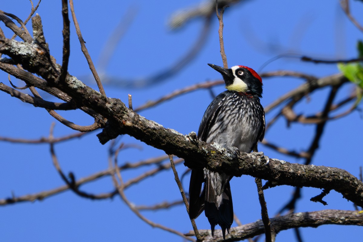 Acorn Woodpecker (Acorn) - ML617171667