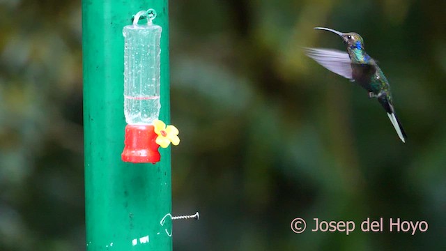 kolibřík fialkový - ML617171675