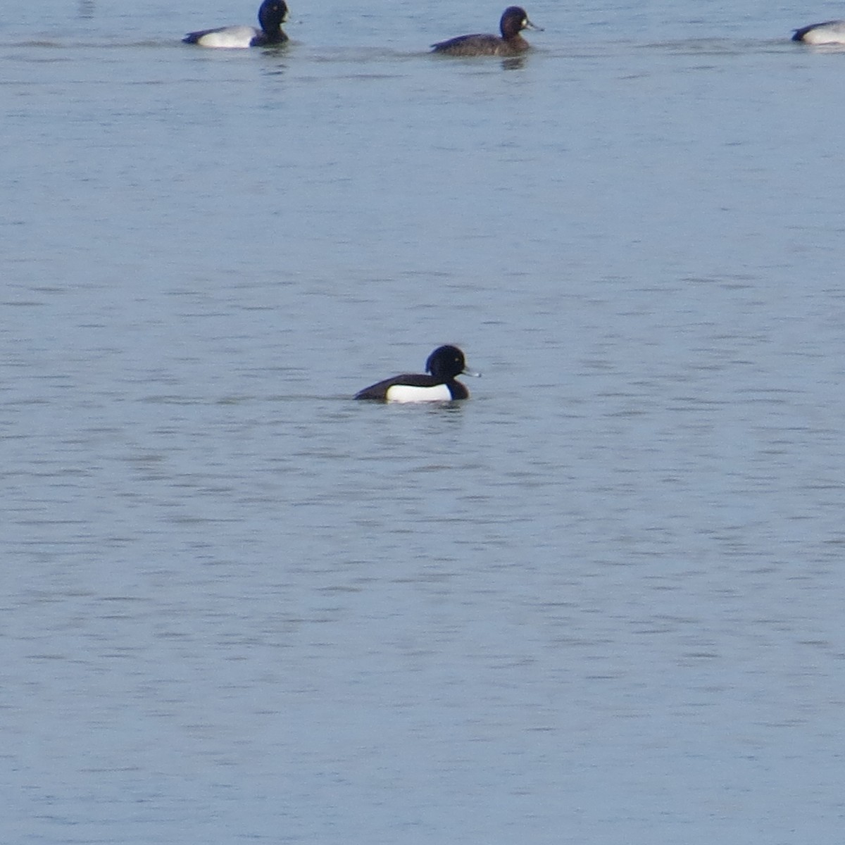 Tufted Duck - ML617171697