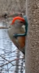 Red-bellied Woodpecker - ML617171755
