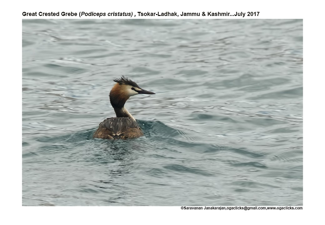 Great Crested Grebe - ML617171817