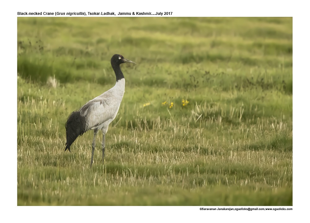 Black-necked Crane - Saravanan Janakarajan