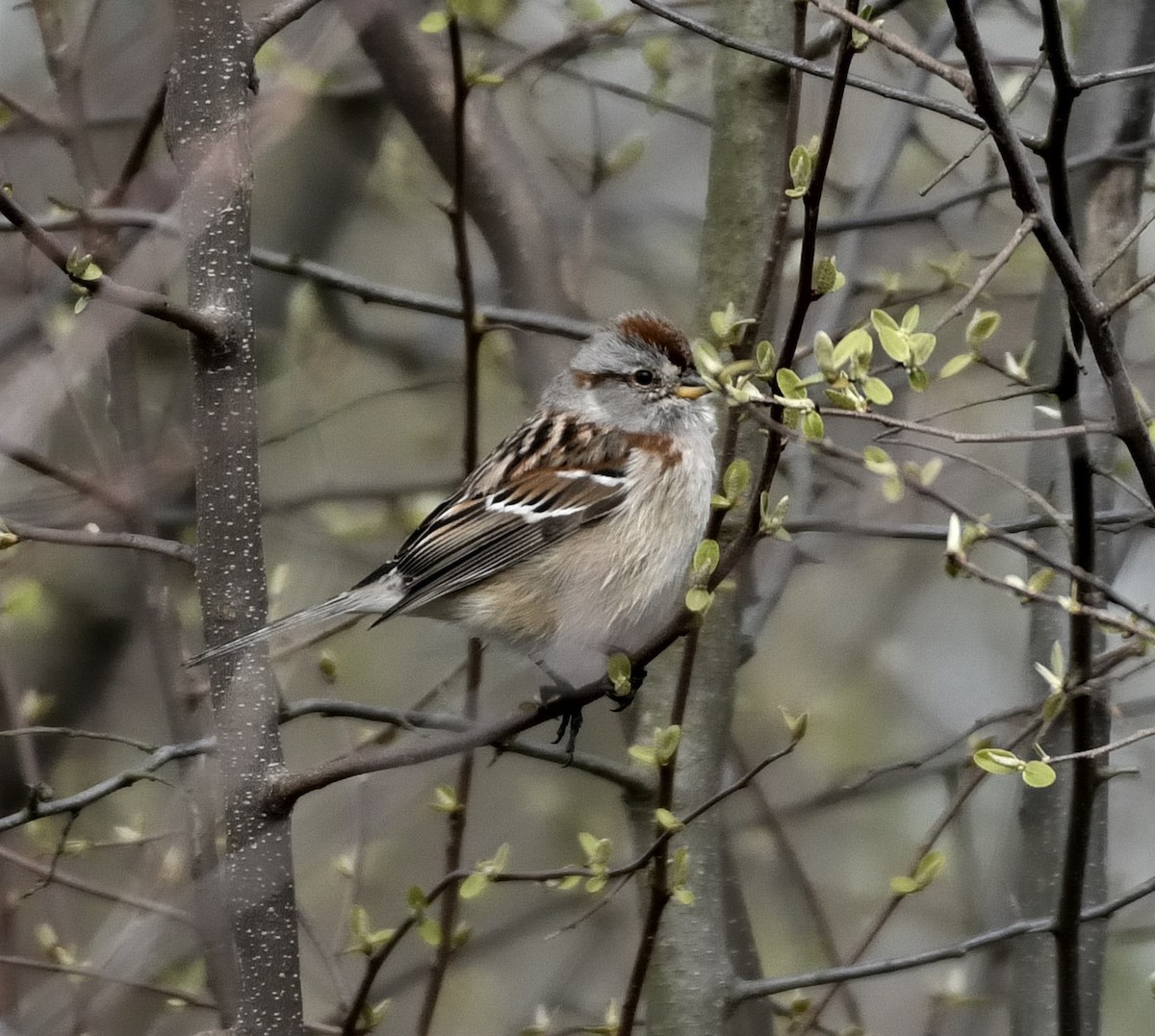 American Tree Sparrow - ML617171843