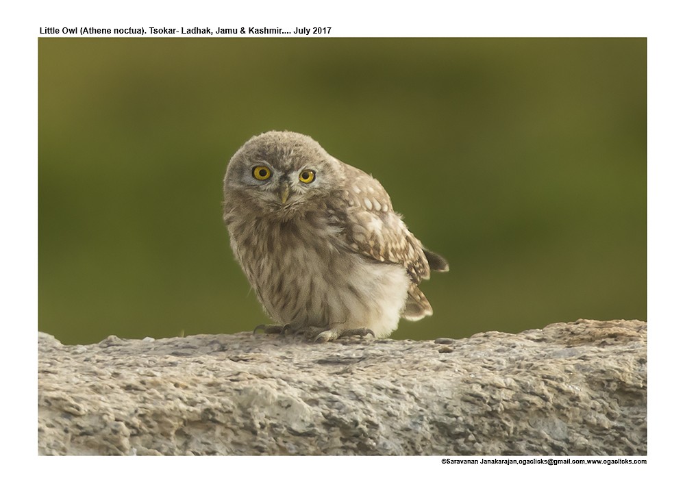 Little Owl - ML617171889