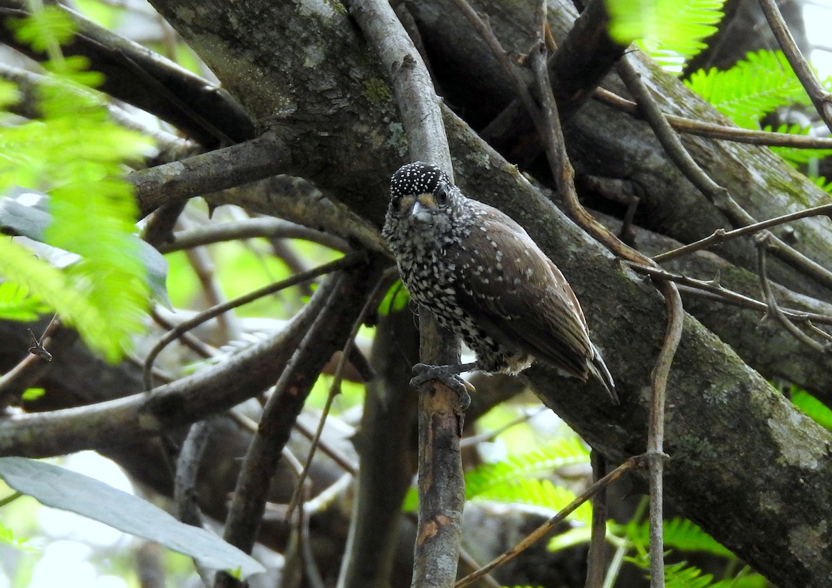White-wedged Piculet - ML617171904