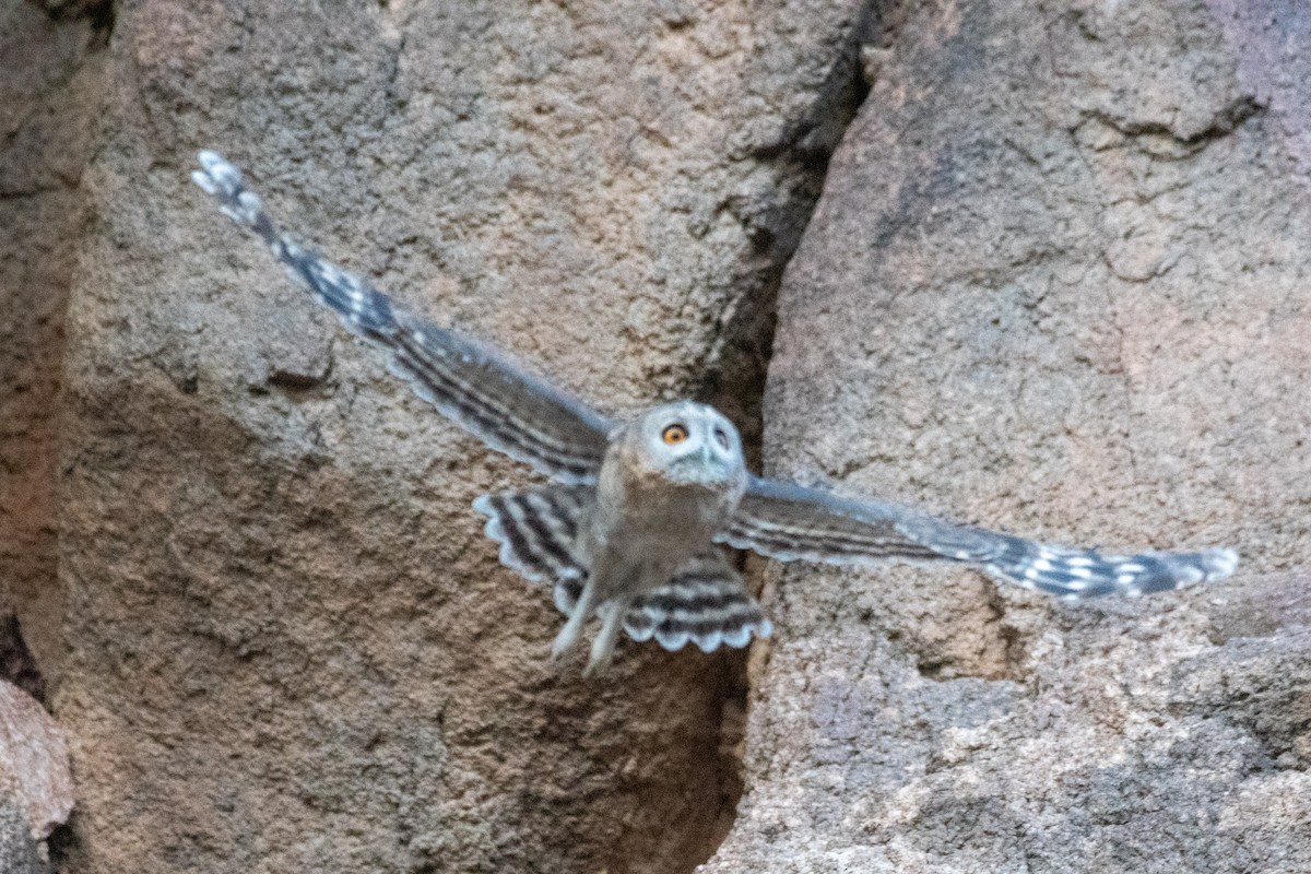 Desert Owl - ML617171919