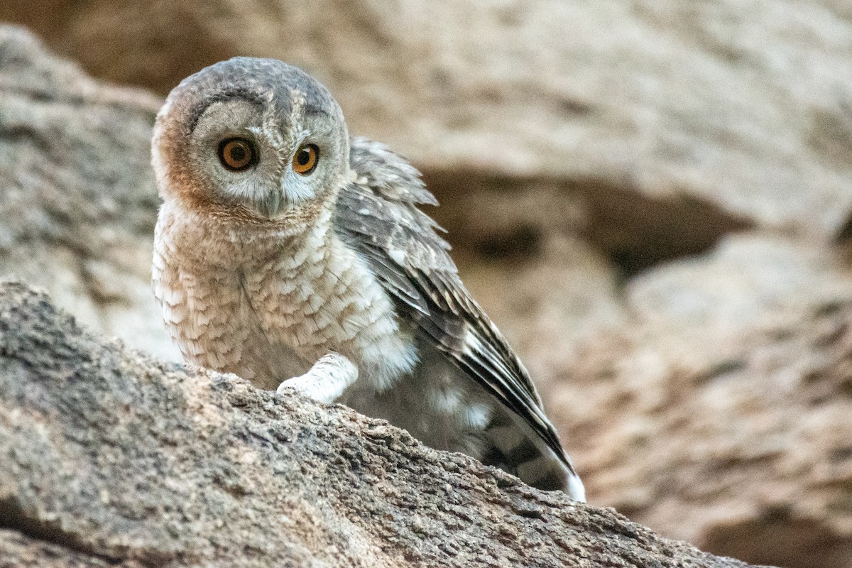Desert Owl - ML617171932