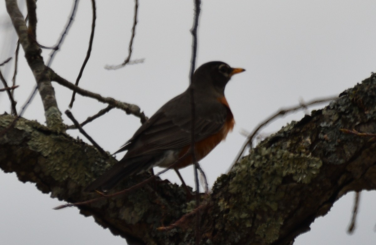 American Robin (migratorius Group) - ML617172069
