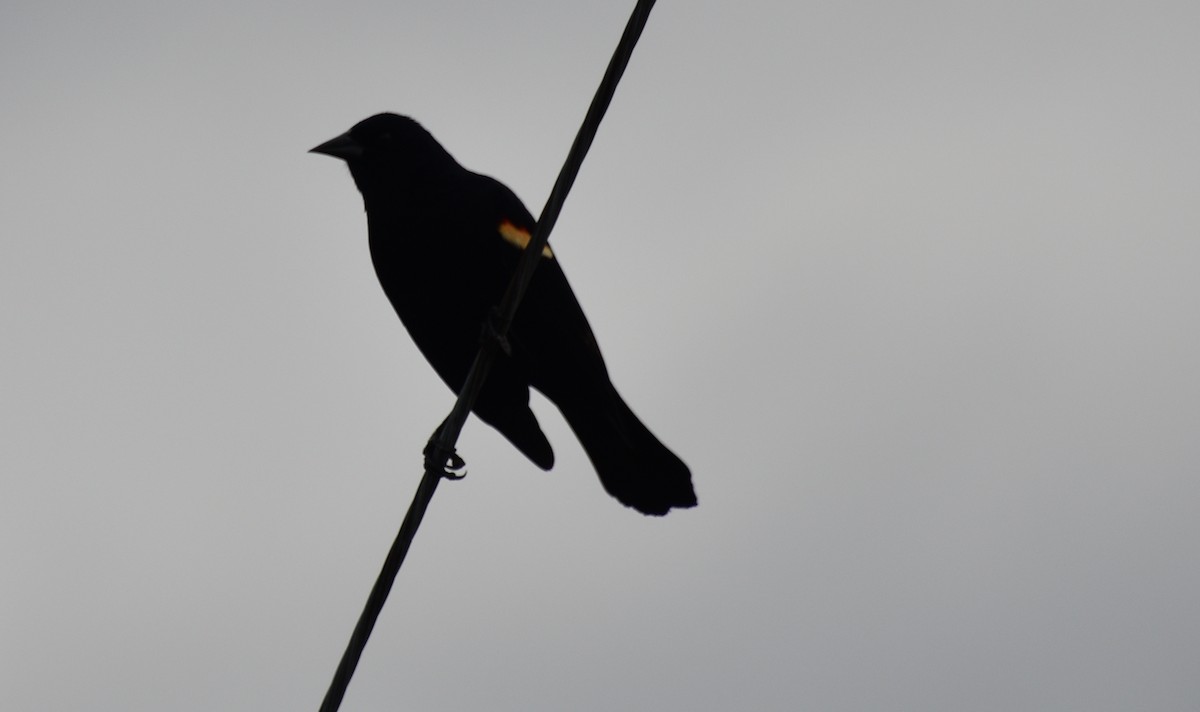 Red-winged Blackbird (Red-winged) - ML617172079