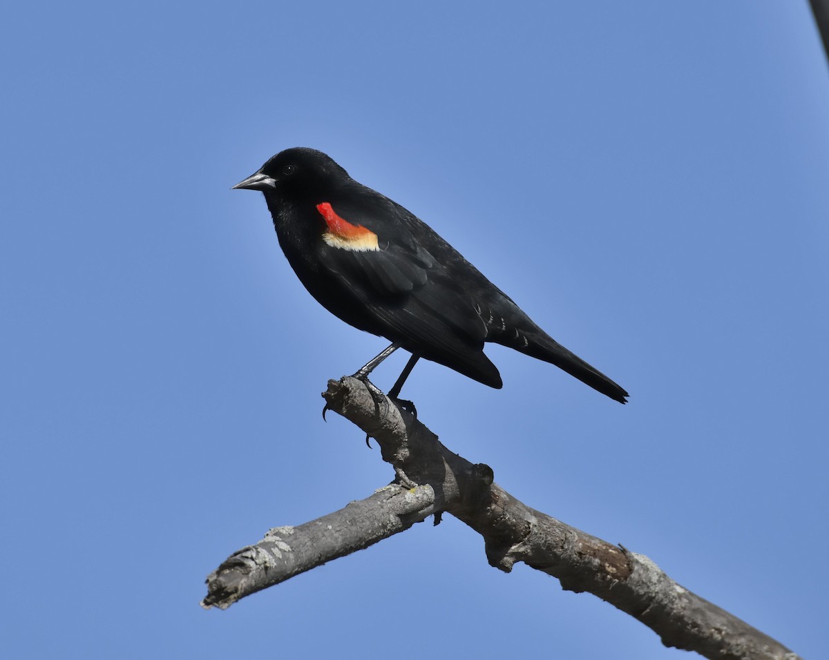 Red-winged Blackbird - Daniel King
