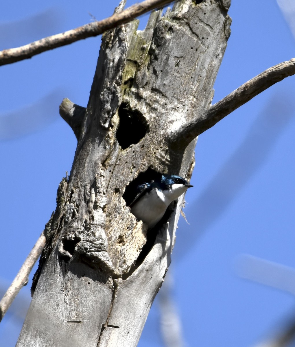 Tree Swallow - ML617172224