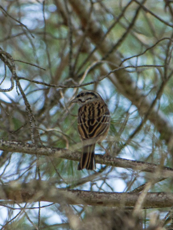 Ebird Checklist Oct Sierra Blanca De Co N Species