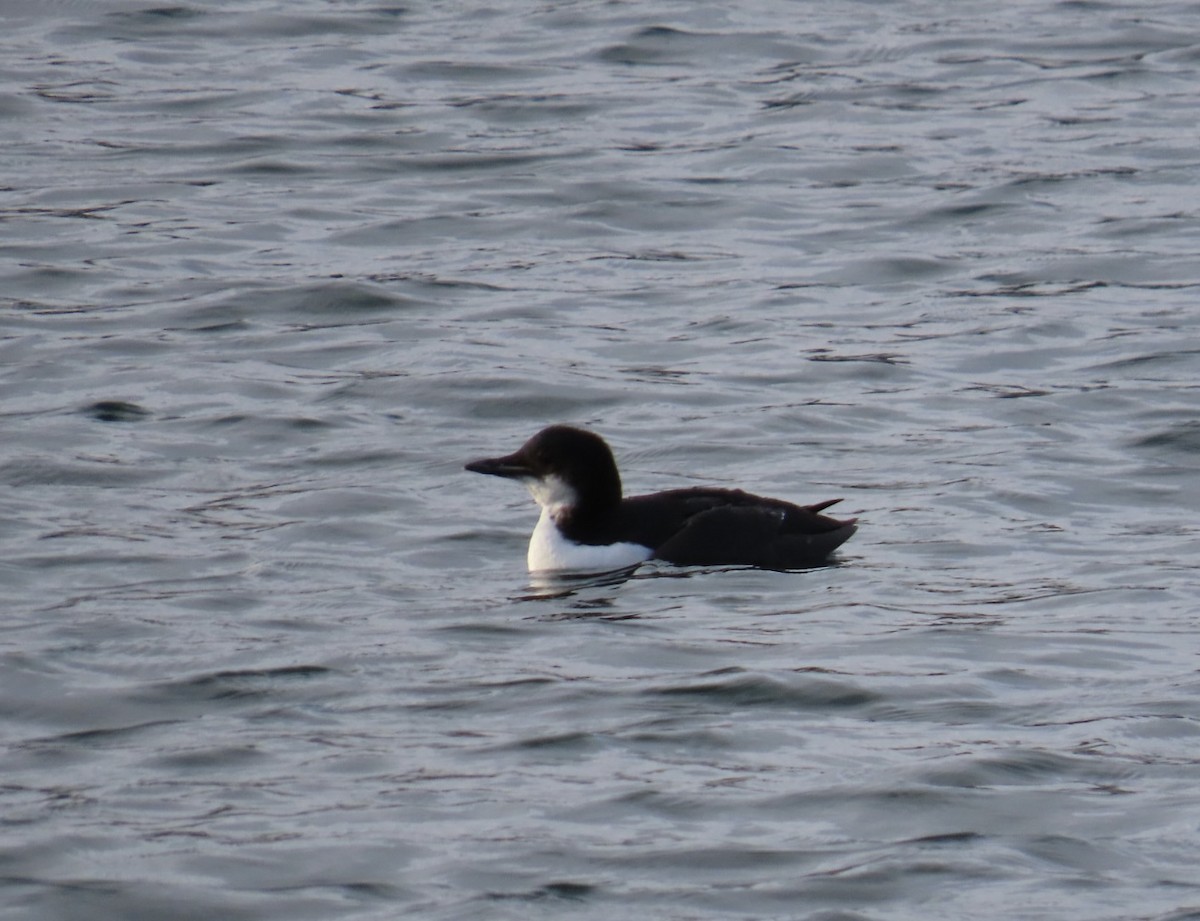 Thick-billed Murre - ML617172317