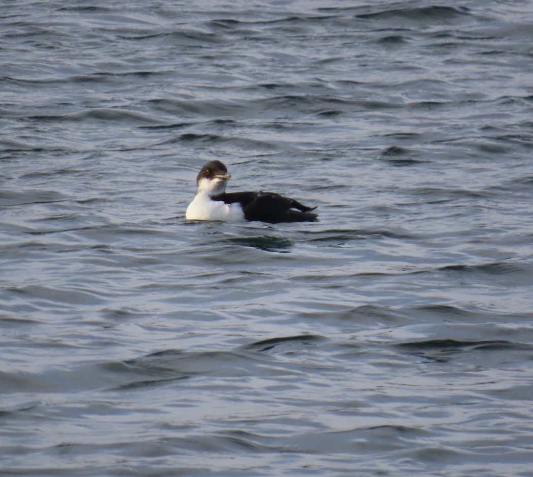 Thick-billed Murre - ML617172319