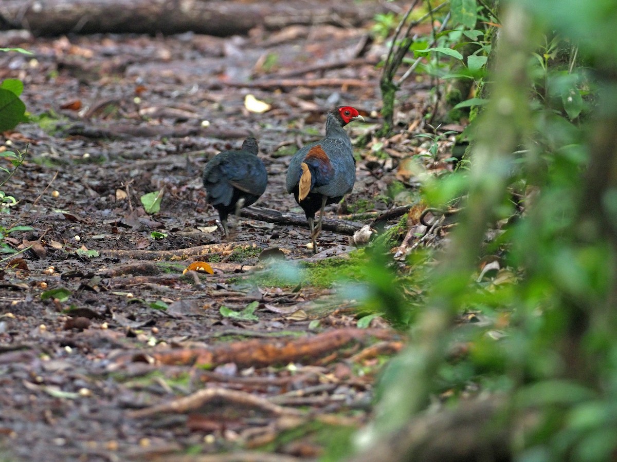 Borneo Kızıl Kuyruklu Sülünü - ML617172607