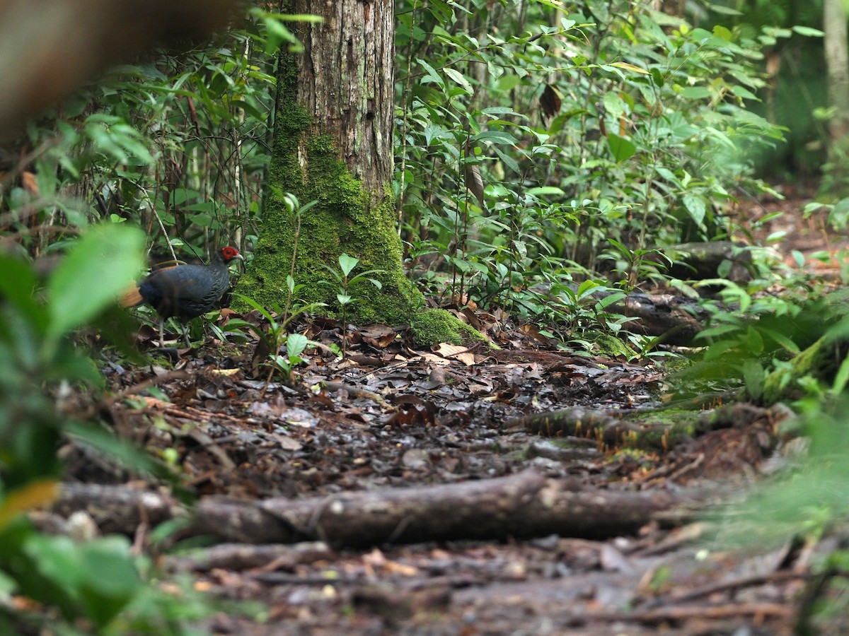 Borneo Kızıl Kuyruklu Sülünü - ML617172610