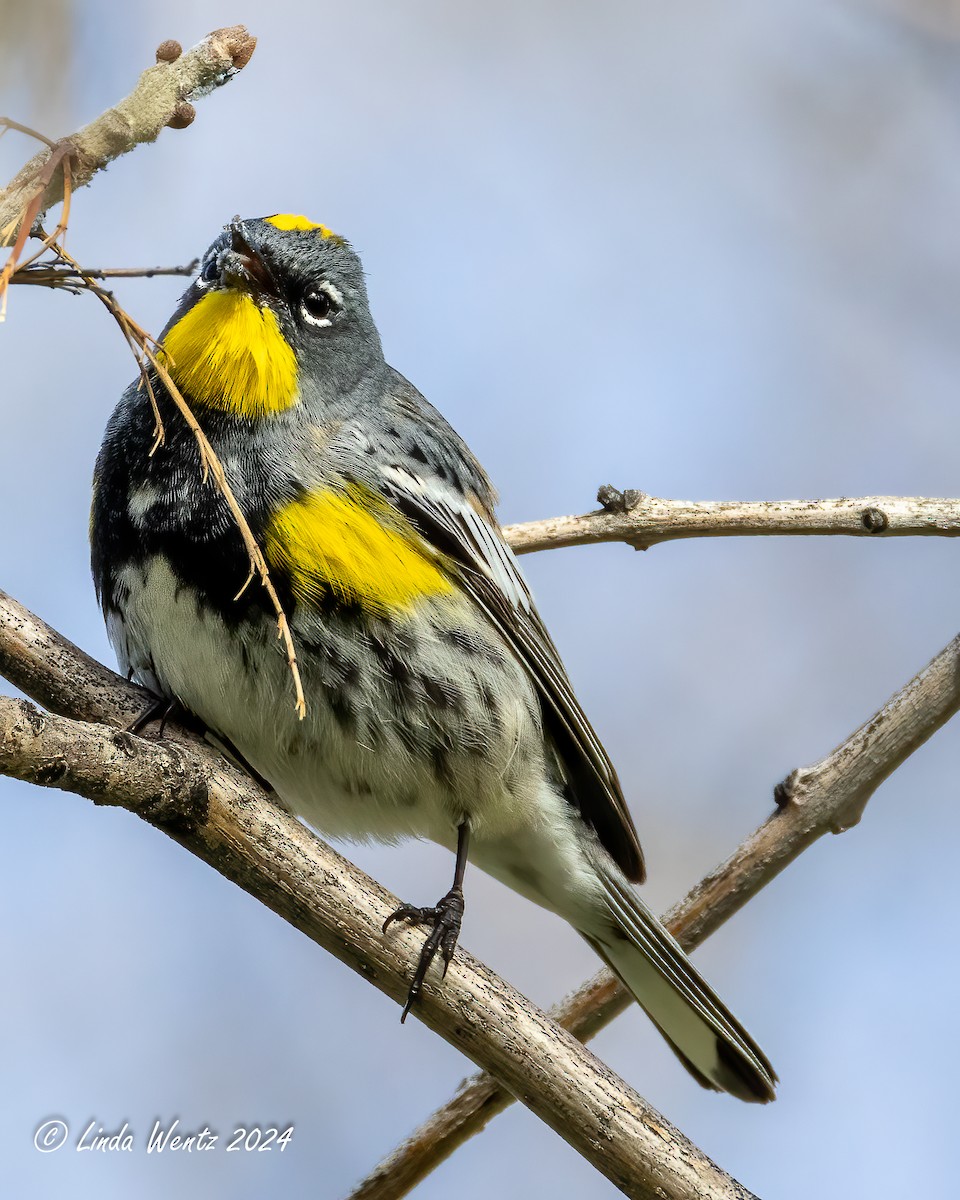 Yellow-rumped Warbler (Audubon's) - ML617172614