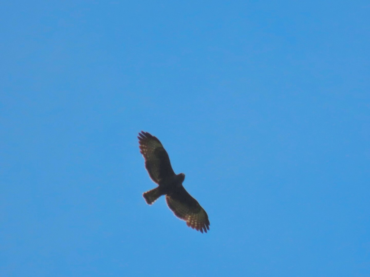 Short-tailed Hawk - ML617172655