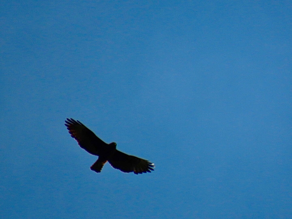 Short-tailed Hawk - ML617172659