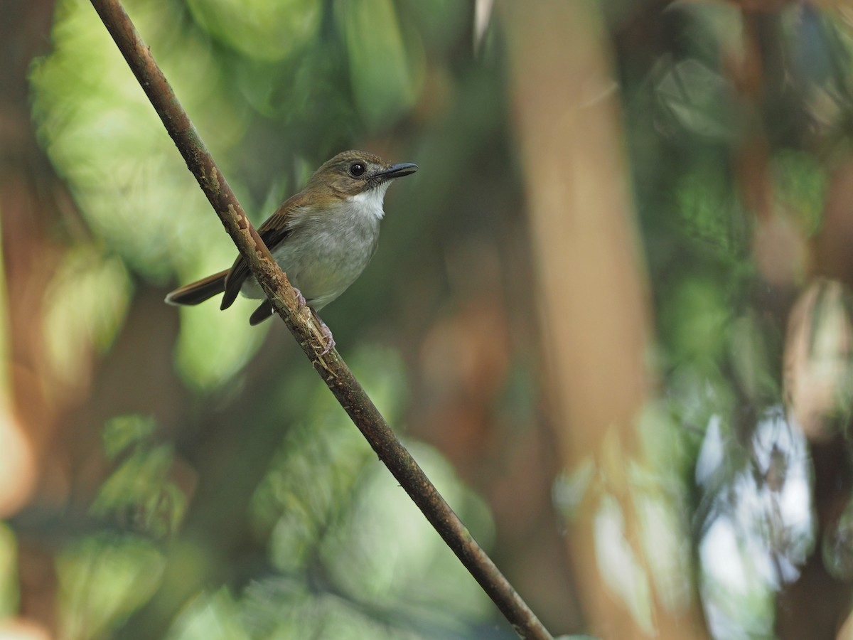 Gray-chested Jungle Flycatcher - ML617172664